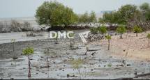 Ilustrasi penanaman mangrove 