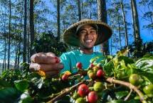 Petani Kopi binaan BRI