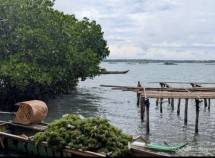 BANYU Raih Pendanaan Awal USD1,25 Juta, Dorong Transformasi Industri Rumput Laut