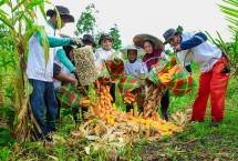 BRI bersama petani Jagung