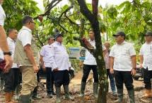 Berkunjung me perkebunan Kakao