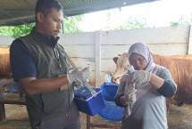 Petugas lakukan vaksin ke hewan