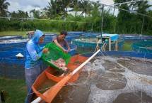 Petambak ikan model Drum binaan BRI