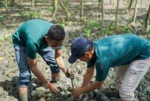 Mind.id tanam mangrove