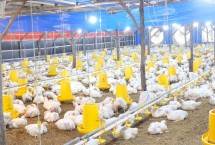 Kementan Stabilkan Produksi dan Harga Ayam Broiler untuk Lindungi Peternak Rakyat