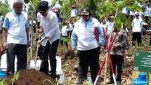 Pemerintah Tanam 45 Ribu Batang Pohon Libatkan 300 Petani