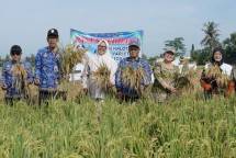 Sukses Uji Coba Padi Biosalin, SIG dan Pemkab Cilacap Dorong Pertanian Berkelanjutan untuk Ketahanan Pangan