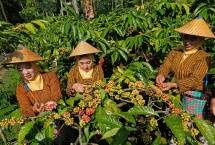 Petani Wanita memanen Biji Kopi