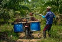 Pekerja Berdaya, Hidup Sejahtera: Menyoroti Dinamika Industri Perkebunan Sawit di Kalimantan Barat