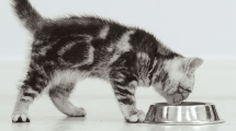 ilustrasi kucing
