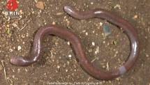 Heboh, Penemuan Spesies Baru Kadal Buta dari Pulau Buton