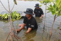 BRI tanam Mangrove