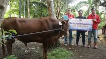 Rayakan Idul Adha, PLTU Cilacap dan Mitra Kerja Salurkan 37 Ekor Sapi dan 11 Ekor Kambing