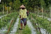 Petani binaan BRI