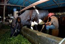 Kisah Pengusaha Pakan Ternak dari Ponorogo Ini Buktikan KUR BRI Bisa Bikin Usaha Berkembang