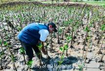 BSI Maslahat tanam mangrove
