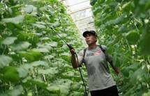 Greenhouse Mandiri Langensari, Kota Banjar, Jawa Barat.