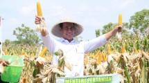 Mentan Andi Amran Sulaiman saat panen jagung di Gowa, Sulawesi Selatan