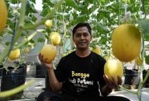 Samsul, Kelompok Tani Melon Langensari, Kota Banjar, Jawa Barat.