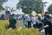 Syngenta Dorong Kelompok Tani Produktivitas Capai 10 Ton per Hektar
