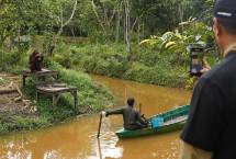 Orang Utan di Perkebunan