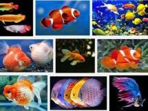 Tolong Dicatat Ini Bagi Pecinta Ikan Hias, Kini Ada Pusat Koi & Maskoki di Bogor