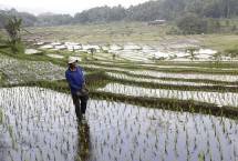 Petani melakukan pemupukan di area Persawahan