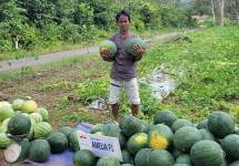 Wahyuni (Mang Iyun) sosok petani sukses di Kalimantan Selatan