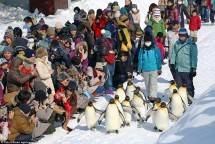 Pinguin jalan di Kebun Binatang Ashimaya, Jepang (Foto Industry.co.id) 