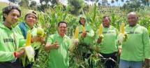 Panen Raya Jagung di Pancawati, Bogor, Hasil Inovasi & Aplikasi Pupuk Organik
