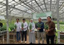Panen raya Seledri Hidroponik melalui pembangunan greenhouse seluas 500 yang di inisiasi Dompet Dhuafa.