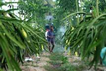 Petani Buah Naga