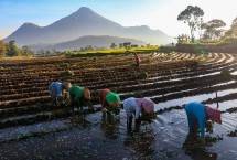 Petani yang mendapatkan KUR