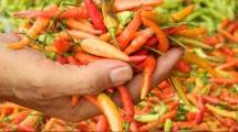 Petani Menjerit, Pemerintah Diminta Tidak Impor Cabai