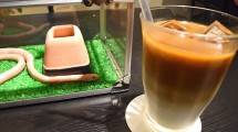 Kafe Ini Tawarkan Bermain Sembari Makan Bersama Ular, Berani Coba?