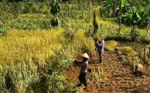 Panen Padi di Lahan Kering