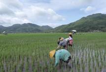 Petani menanam padi