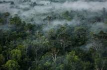 Foto (Ist) ilustrasi hutan Papua 