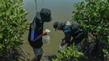 BRI tanam mangrove