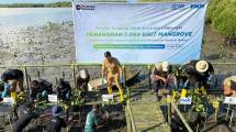 Penanaman 7.000 mangrove yang dilakukan oleh BRI Insurance dan PNM