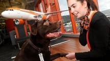 Easypet, Layanan Maskapai Easyjet Untuk Mempermudah Penumpang Mendapatkan Akomodasi Hewan Peliharaan (Foto:independent.co.uk)