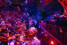 Lightscape Perth 2026 Sulap Kings Park Menjadi Destinasi Musim Dingin Penuh Cahaya dan Keajaiban